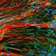 Illustration for article titled Scientists discover stem cells responsible for big brains and higher functions